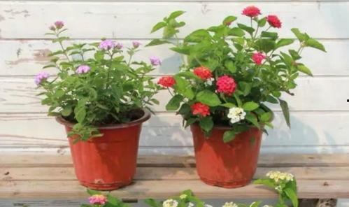 玛雅五哥爆料视频大全最新,揭秘热点事件背后的真相  第3张