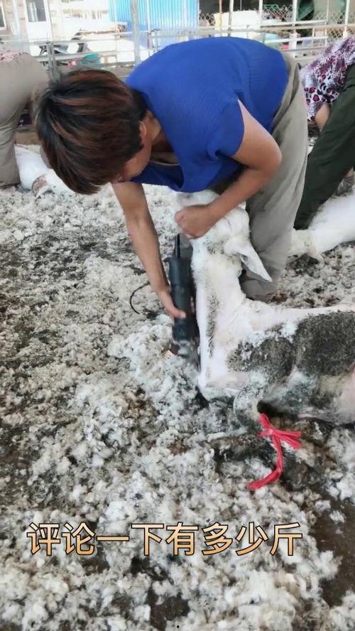 育肥羊爆料视频,揭秘育肥羊幕后爆料视频 第1张 育肥羊爆料视频,揭秘育肥羊幕后爆料视频 第1张